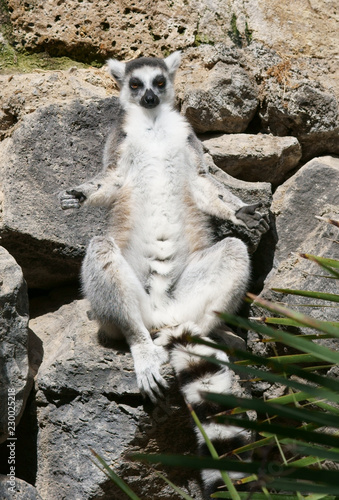 lemur's relaxation on the sunny stone