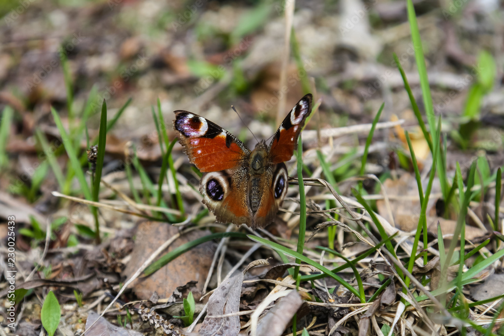 Obraz premium Aglais milberti (lat.) - diurnal butterfly from the genus Aglais, family of the nymphalidae (Nymphalidae).