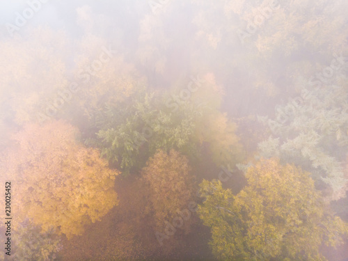 tree tops with yellow and orange foliage under heavy fog. park in autumn top view