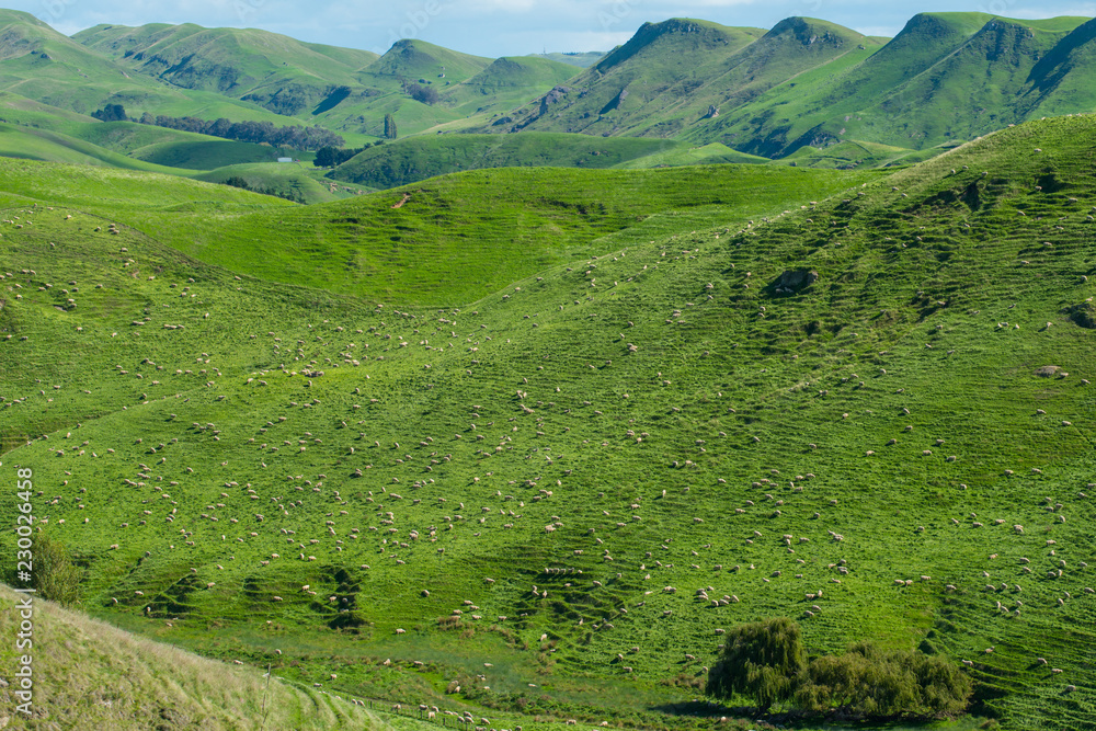 The evergreen scenery view and sheep farming on Heretaunga plains in Hawke's bay region of New Zealand.