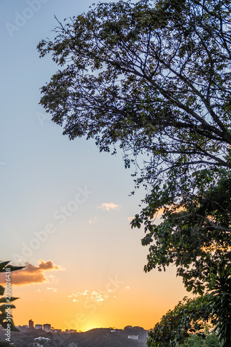 sunset and tree