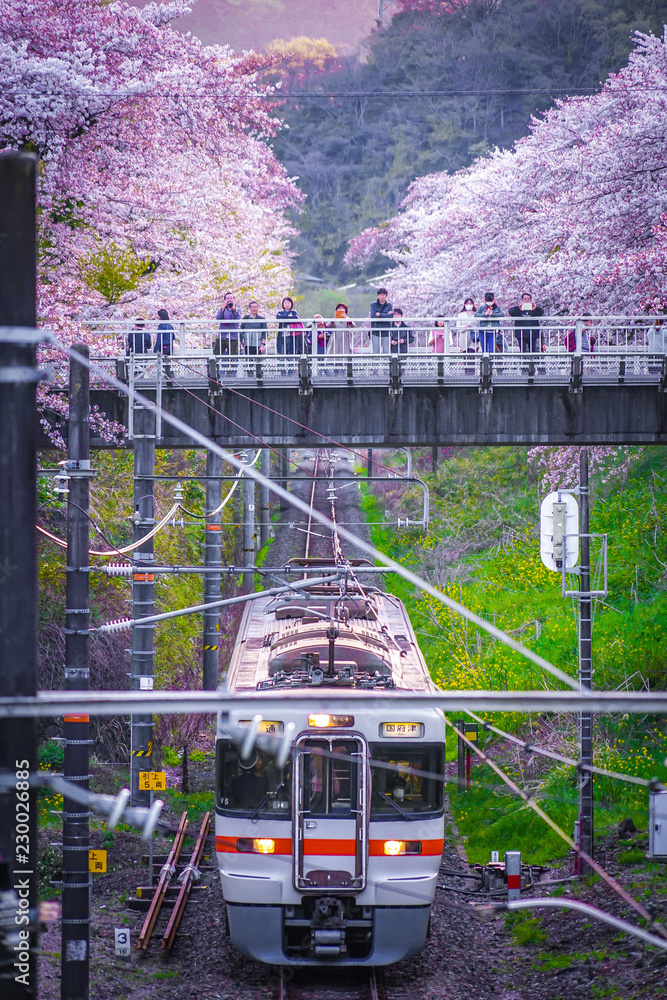 Φωτογραφία 春の山北駅（神奈川県足柄上郡）