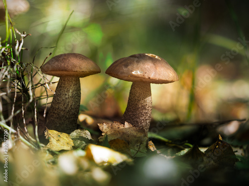 Beautiful mushrooms in the autumn forest. Two boletus. Macro