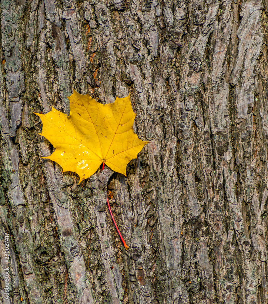 Autumnal motif with leaves of maple tree, public park, Europe Autumnal motif with leaves of maple tree, public park, Europe