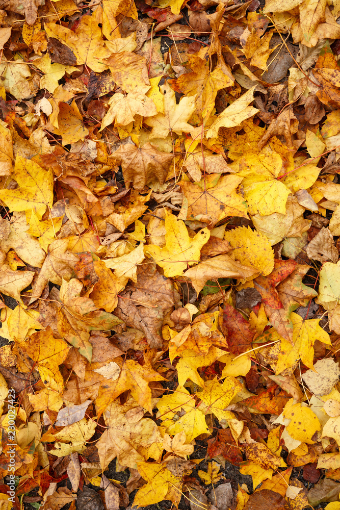 Closeup of colorful bright autumn lying on the ground. A bouquet of multicolored leaves of red, yellow, red, green, orange. Flat lay. Autumn concept Closeup of colorful bright autumn lying on the ground. A bouquet of multicolored leaves of red, yellow, red, green, orange. Flat lay. Autumn concept