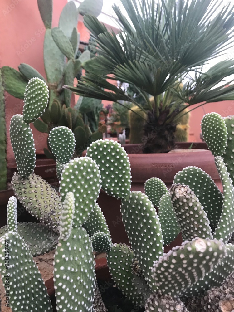Cacti Garden and Potted Palm Cacti Garden and Potted Palm