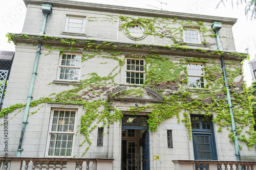ivy on wall