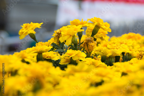 Spring flower in Japan
