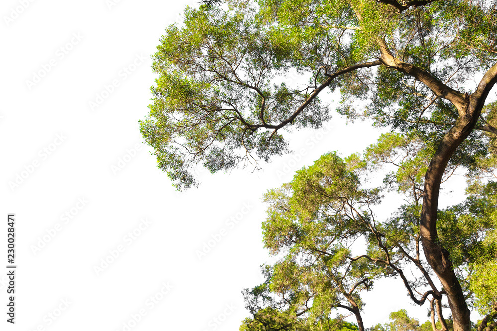 Tree isolated on white background. Branch tree frame. Tree isolated on white background. Branch tree frame.