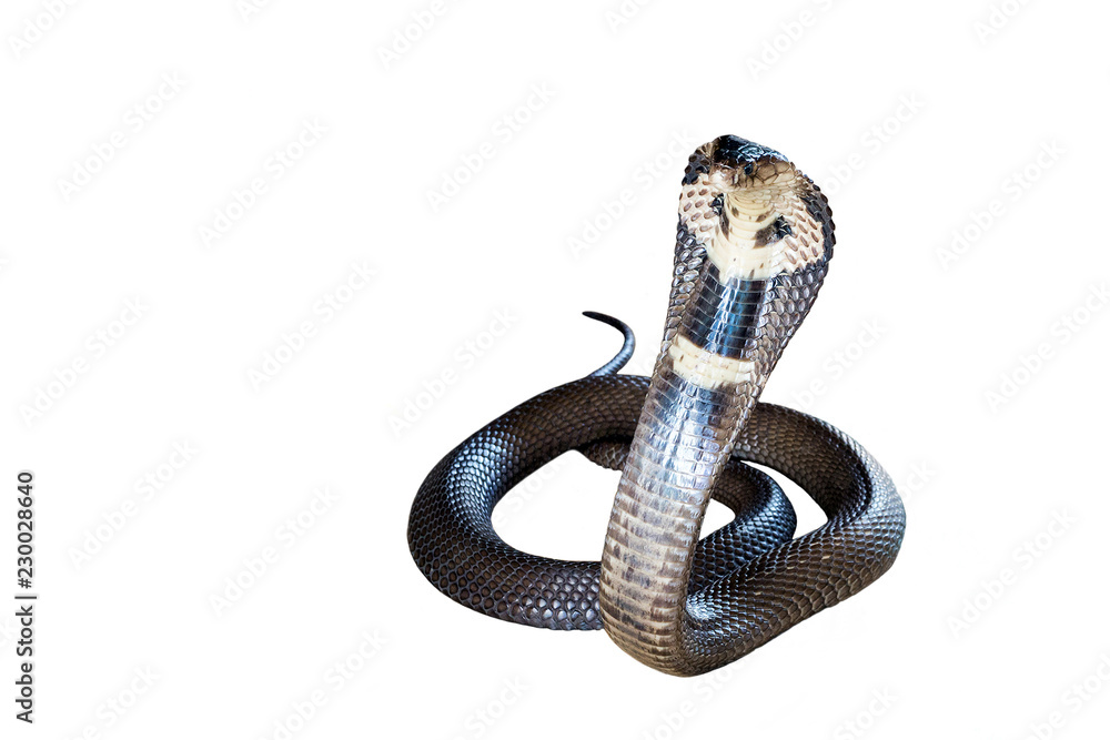 Fototapeta premium Cobra is spreading the hood on a white background.