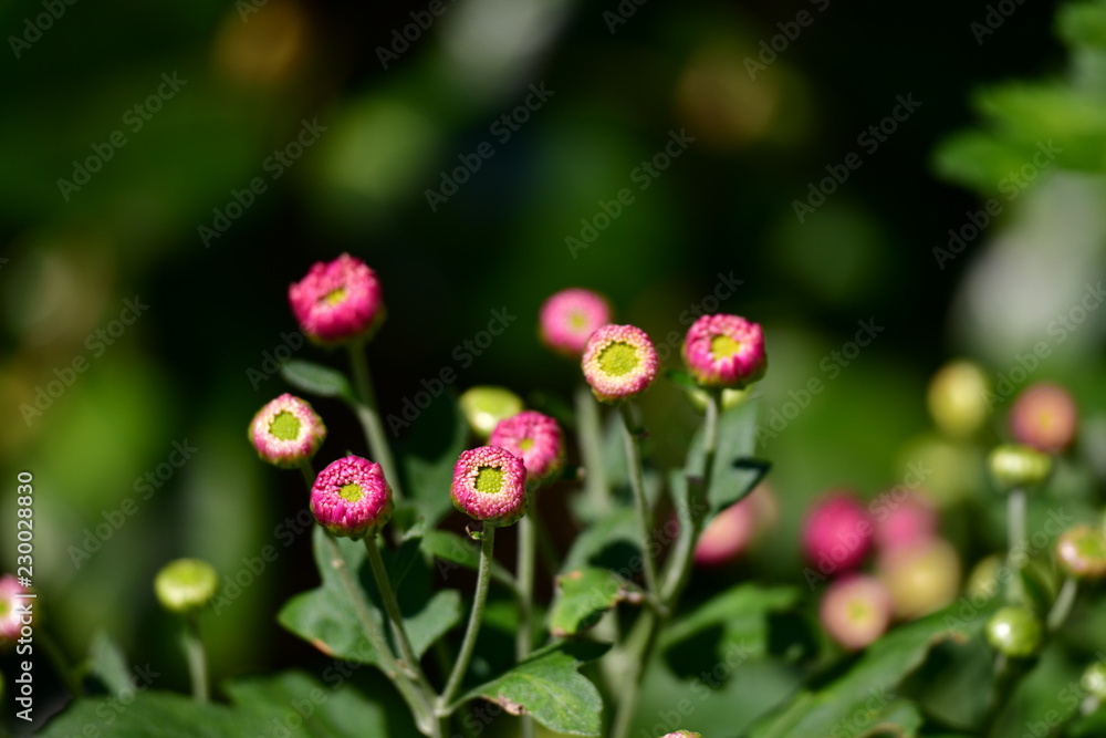 まだ固い蕾の小菊 まだ固い蕾の小菊