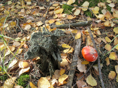 Forest leaves moss mushroom nature plant stump texture wood
