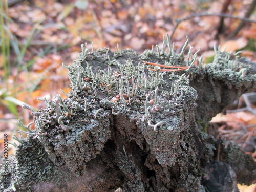 Forest moss nature plant stump texture wood