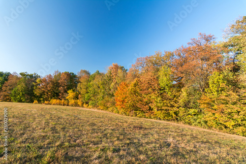 Herbstfarben Bäume Wiese