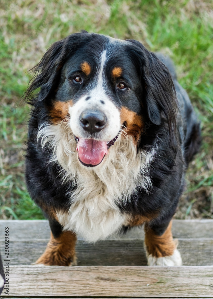 Bernese Mountain Dog