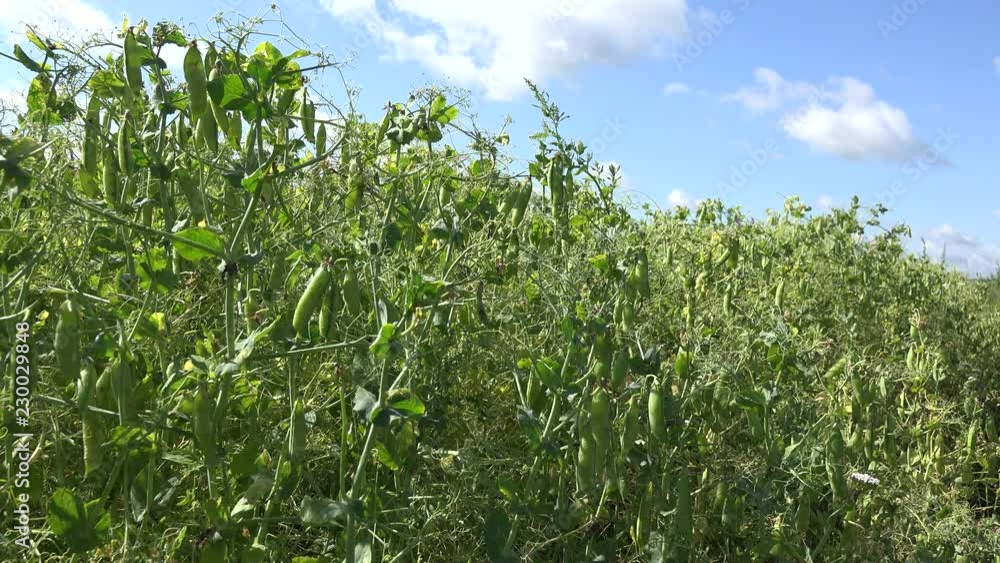 ripe green pea field on blue sky background in summertime. 4K ripe green pea field on blue sky background in summertime. 4K