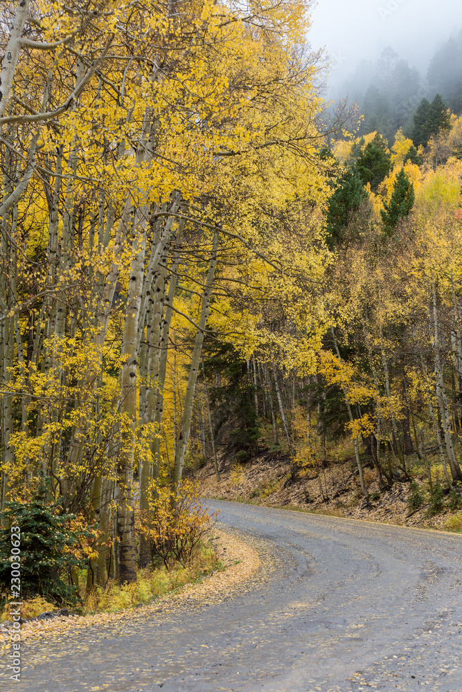 Rural Colorado mountain road vertical shot autumn season aspen fall colors