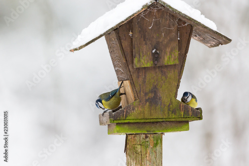 Blue tits sitting at a bird feeder