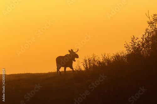 Bull Moose in silhouette against light of dawn