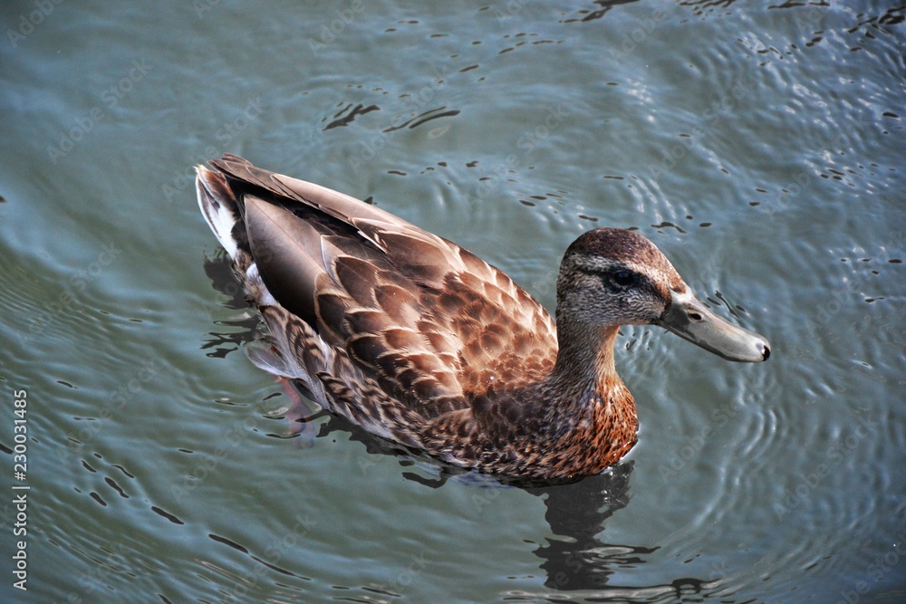 Fototapeta premium Duck