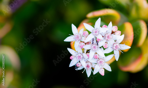 Jade money plant flowers