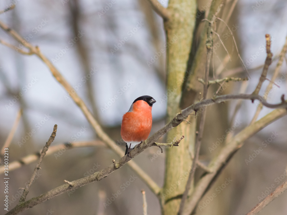 Red-colored Male of Eurasian Bullfinch, Pyrrhula pyrrhula, close-up portrait on branch with bokeh background Red-colored Male of Eurasian Bullfinch, Pyrrhula pyrrhula, close-up portrait on branch with bokeh background