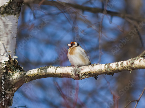 European goldfinch or Carduelis carduelis portrait on branch in winter close-up, selective focus, shallow DOF