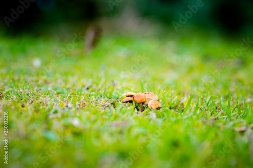 mushroom garden green