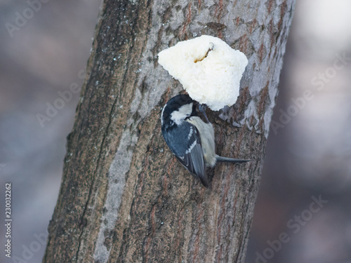 Foto Coal tit, Periparus ater, close-up portrait on tree with fat ball, selective foc