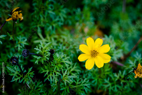 ground cover plant Bidens goldmound