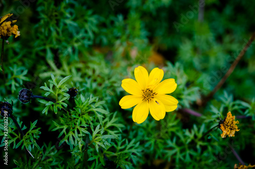 ground cover plant Bidens goldmound