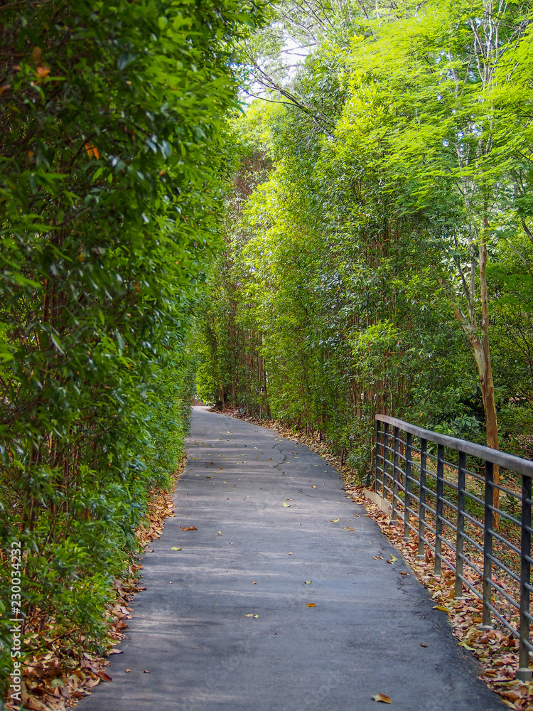 Obraz premium Walkway in the park with green trees along the side and a fence (Singapore Botanic Gardens)
