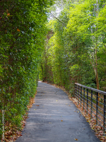 Walkway in the park with green trees along the side and a fence  Singapore Botanic Gardens 