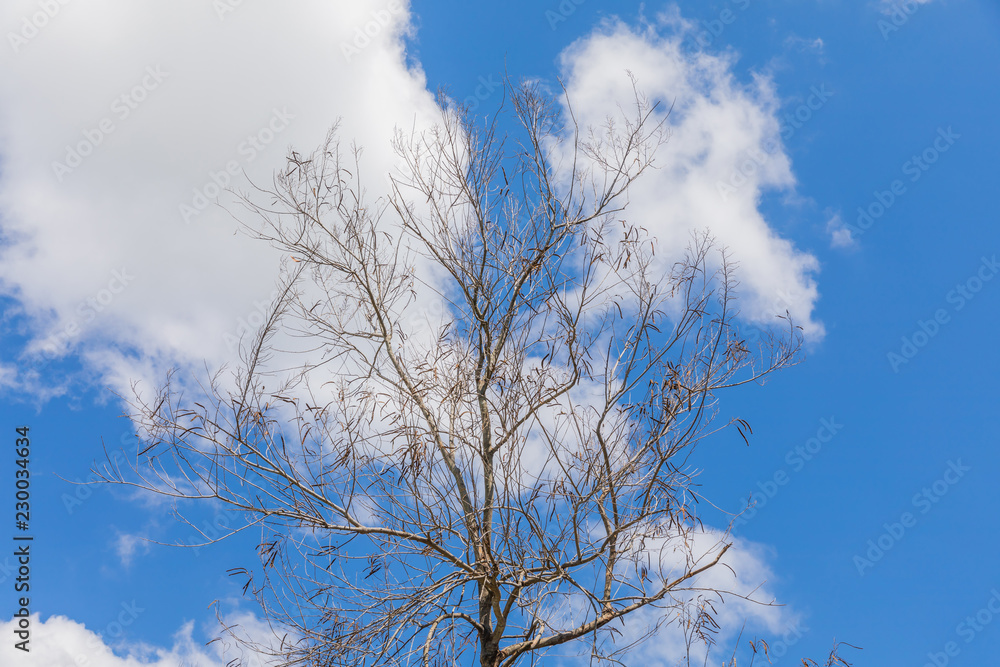 Tree branch of falling leaves empty branch abstract with clear blue sky for background. Tree branch of falling leaves empty branch abstract with clear blue sky for background.