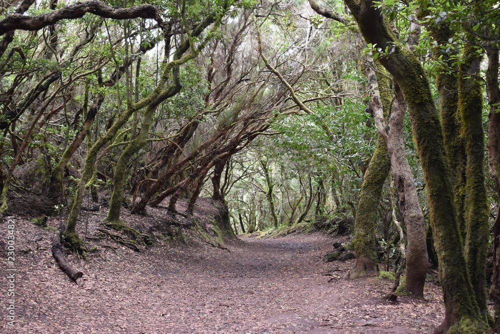Beautiful laurel forest in the north of Tenerife in the Anaga Mountains Beautiful laurel forest in the north of Tenerife in the Anaga Mountains
