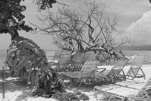 huge pile of fishing net is lying on tree with small leaves against Samana Bay on beach. There is a dried tree with curvy branches near it. Beach is sandy with several deck chairs in the background. photo