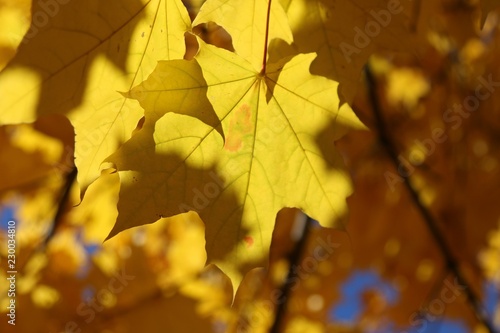 Maple leaf in the sunlight 