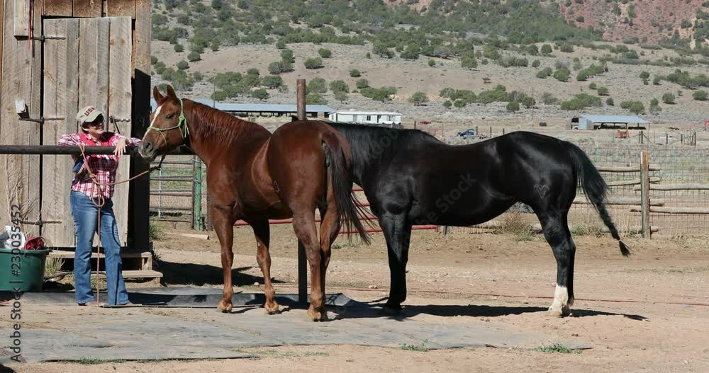 Horse woman pets and grooms horse before trail ride 4K. Ranch wife and woman grooms prepares a horse for a mountain trail ride. Tackle and saddle cowboy sport and recreation. Farm and agriculture Horse woman pets and grooms horse before trail ride 4K. Ranch wife and woman grooms prepares a horse for a mountain trail ride. Tackle and saddle cowboy sport and recreation. Farm and agriculture