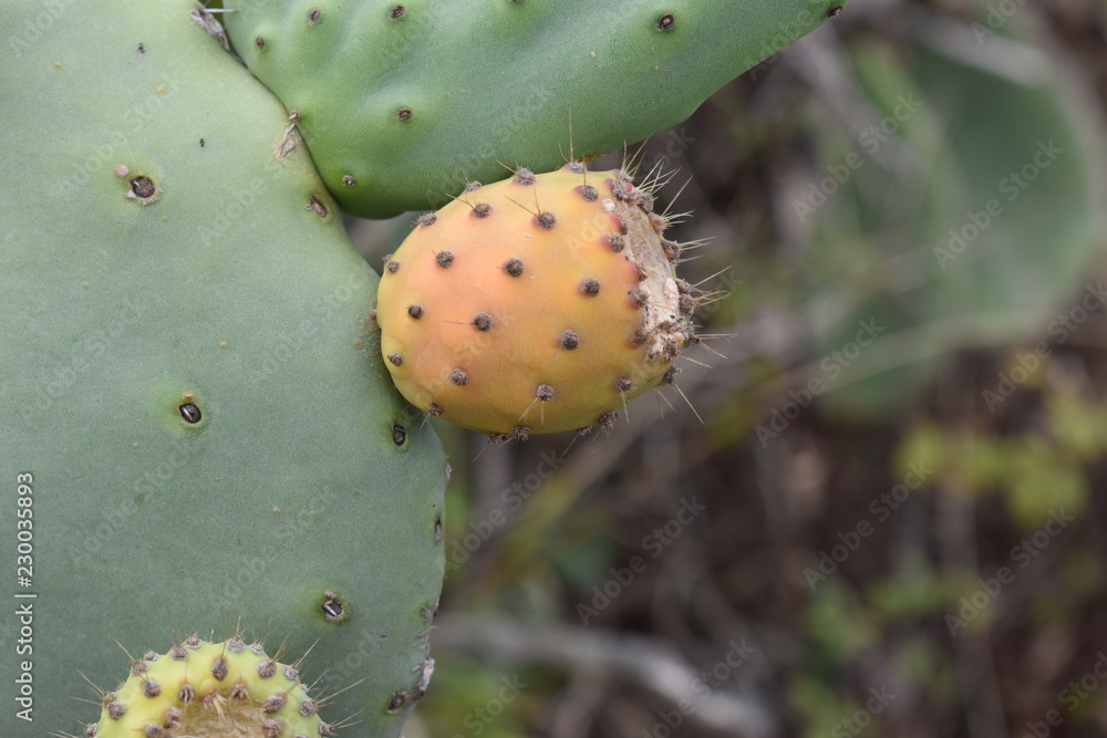 Closeup of green prickly pears in Tenerife, Europe Closeup of green prickly pears in Tenerife, Europe