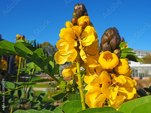 Senna didymobotrya is a species of flowering plant in the legume family known as African senna, popcorn senna, candelabra tree, and peanut butter cassia photo