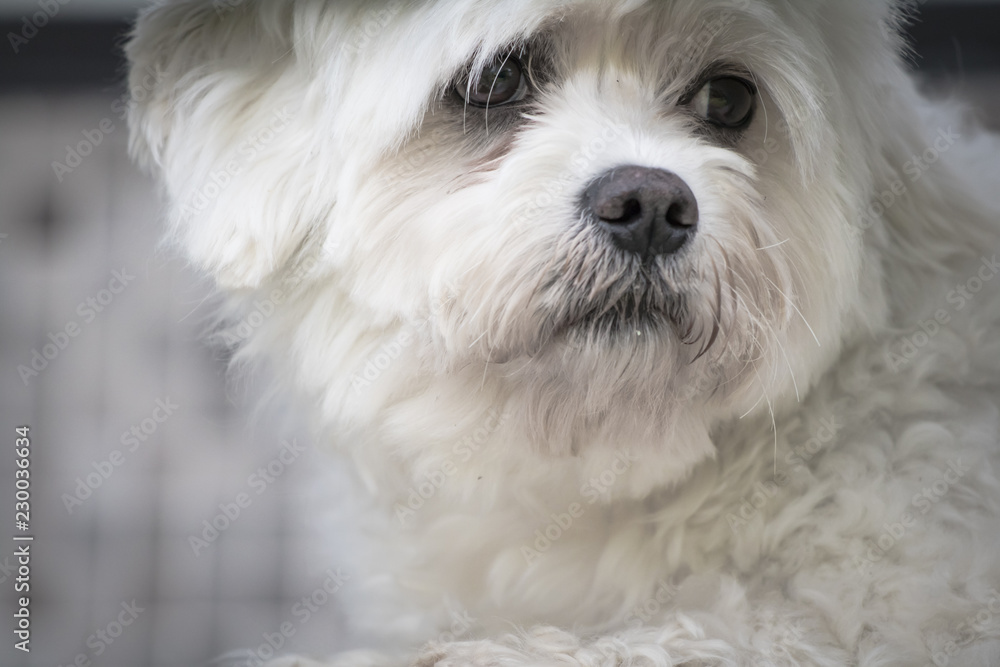 portrait of maltese dog feeling sad looking thorugh fence
