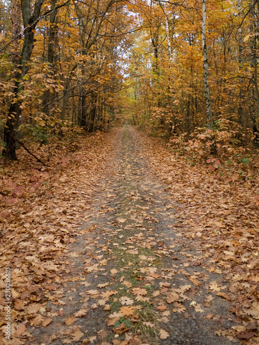 road in autumn forest