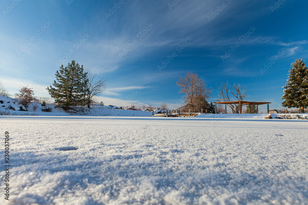 Fototapeta premium winter landscape with snowy trees and snow