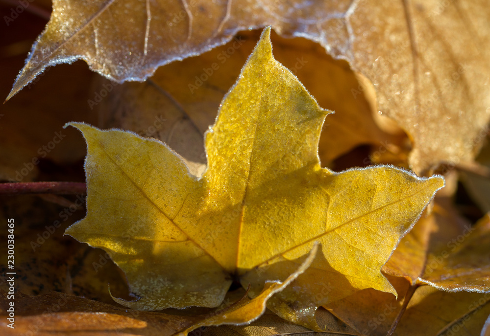 Frost on yellow maple leafs. Frost on yellow maple leafs.