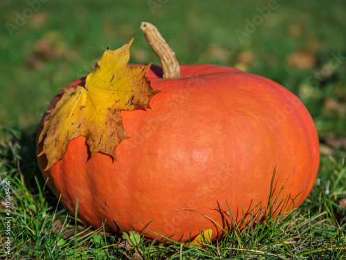 Orange pumpkin outside. photo