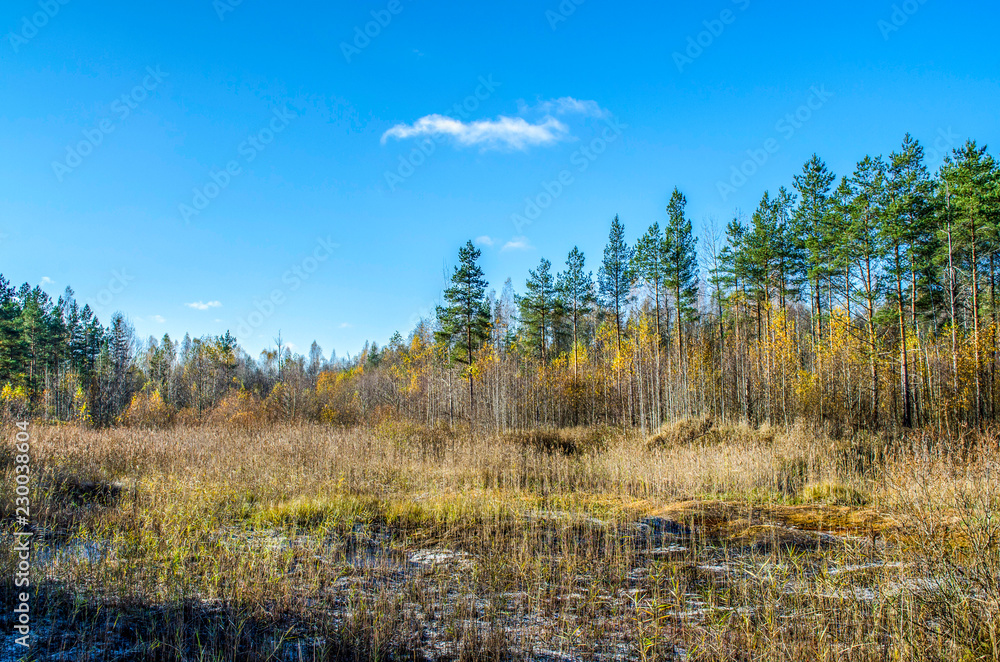 forest autumn in the first frost forest autumn in the first frost