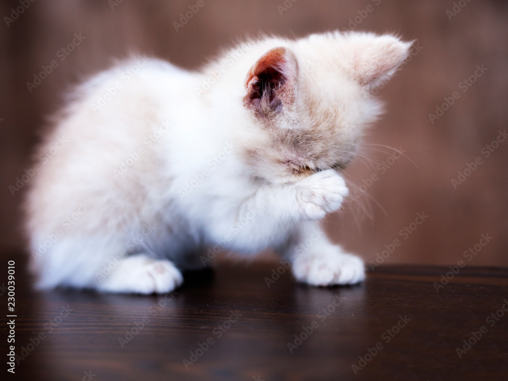 Persian cat kitten