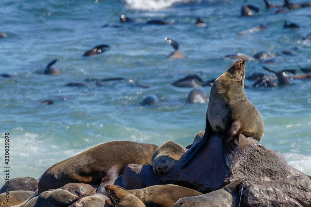Fototapeta premium A brown fur seal (Arctocephalus pusillus) relaxing in the sun, Cape Cross, Namibia.