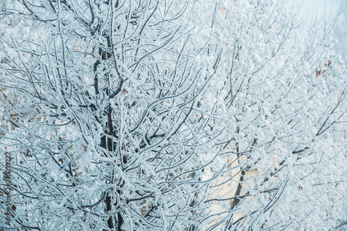 Winter texture of the branches of trees covered with a thick layer of snow.