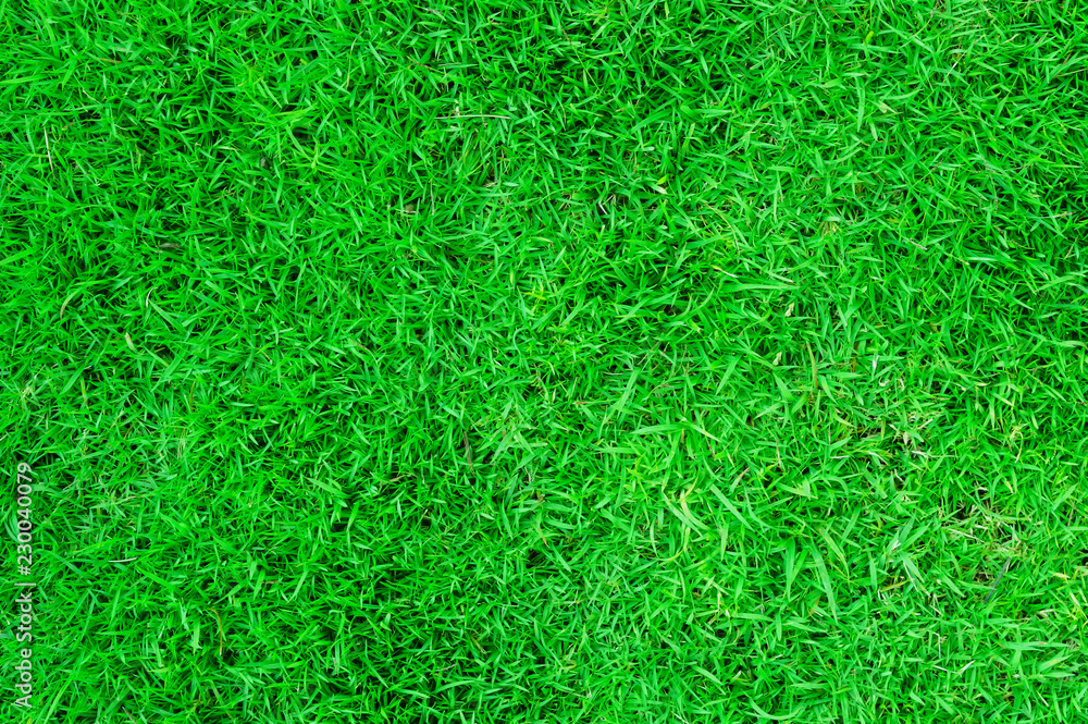Green lawn, Backyard for background, Grass texture Green lawn, Backyard for background, Grass texture